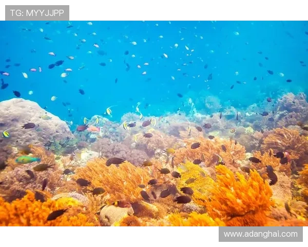 金鲨银鲨：海洋深处的财富宝藏与海底生物的奇幻冒险之旅